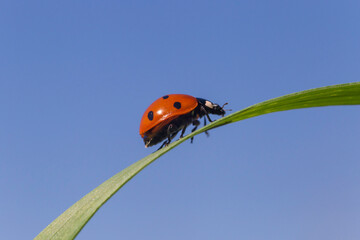 ladybug moving on green blade of grass against blue sky