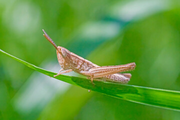 grasshopper sitting on green blade of grass