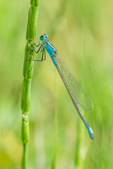 common blue damselfly sitting on green blade of grass