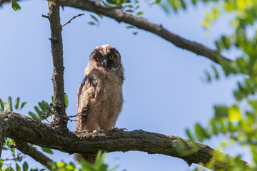 owl sitting on branch of tree against blue sky