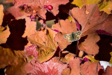 Closeup of the grizzled skipper, Pyrgus malvae on the autumn leaves. Selected focus.