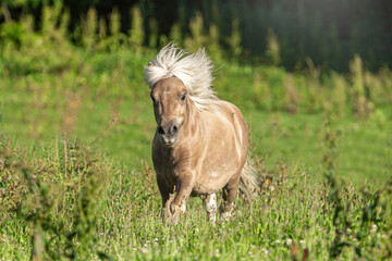 Portrait of a miniature shetland pony galloping across a summer pasture outdoors