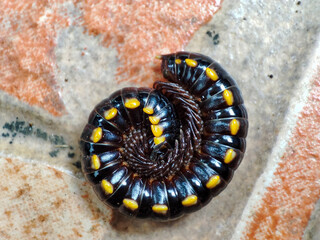 Harpaphe haydeniana commonly known as yellow spotted milipede or ulat gonggok in Indonesia