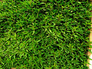 green grass background