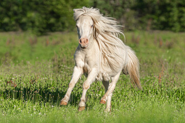 Obraz na płótnie Canvas Portrait of a stunning cremello miniature shetland pony stallion running across a pasture with long grass in summer outdoors