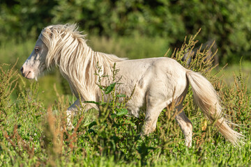 Portrait of a stunning cremello miniature shetland pony stallion running across a pasture with long...