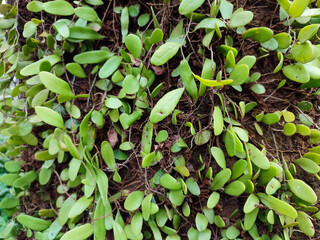 Herbal plant daun sisik naga or drymoglossum piloselloides