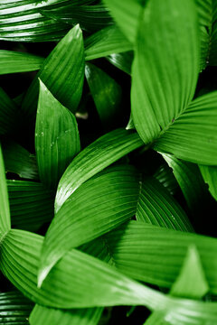 Tropical leaves, Original green leaf color. Abstract nature background. Selective focus