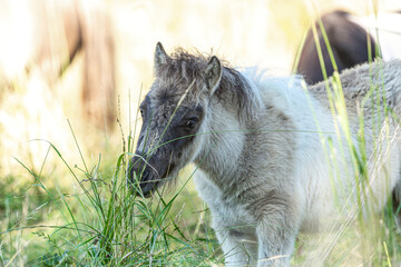 Portrait of a miniature shetland pony foal on a pasture in summer outdoors