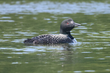 Loon family on lake feeding and swimming on hot summer day