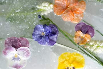 Fotobehang Background of mixed colours of pansy and grape hyacinth flowers in ice © anjokan
