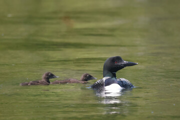 Loon family on lake feeding and swimming on hot summer day