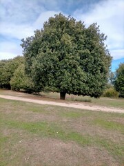 Quercus ilex,oak,beautiful specimen of an oak in the field