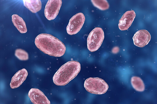 Yersinia enterocolitica bacteria, 3D illustration