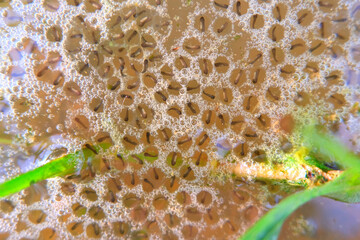 The frogspawn(larval stage) The baby frogs call tadpoles, tiny black dots surrounded by a jelly-like substance, they become comma-shaped, as their tails begin to develop, they have gills, a mouth. - obrazy, fototapety, plakaty