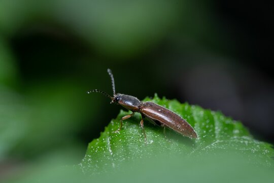 Macro click beetle (Elateridae) sitting on leaf