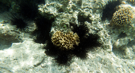 Group of black sea urchins