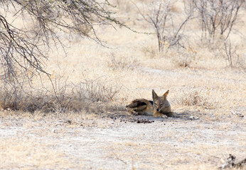 Picture of a jackal