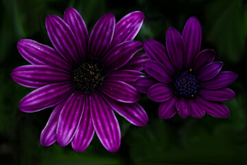 Obraz premium Purple African Daisies