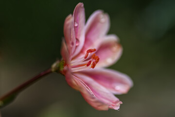 Fototapeta premium Elise flower