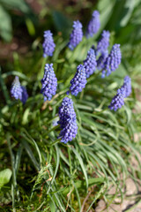 Viper onion, or Mouse hyacinth, or Muscari. Flowers in the garden. Gardening. Spring. Close-up