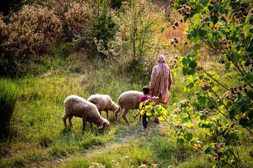 Woman and her child walking with sheep in the green forest