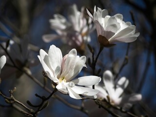 Closeup of a bloomed star magnolia tree under the sunlight