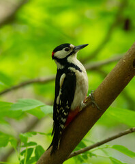 spotted woodpecker