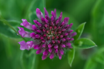 Top of a thistle