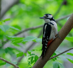 spotted woodpecker