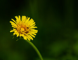 yellow dandelion