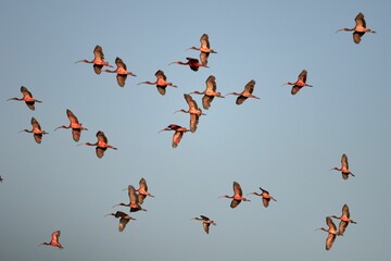 Beautiful shot of scarlet ibises in flight on a light blue sky background - obrazy, fototapety, plakaty