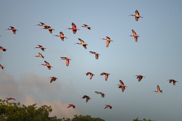 Beautiful shot of a group of scarlet ibises in flight on a light blue sky background - obrazy, fototapety, plakaty