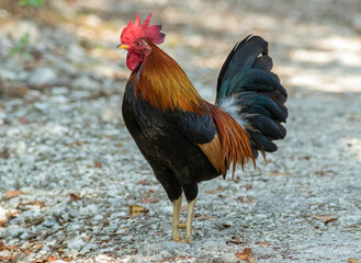 A red junglefowl rooster 