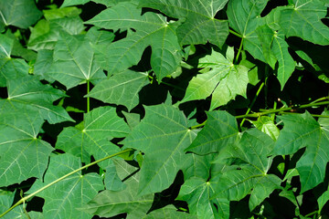 green leaves background