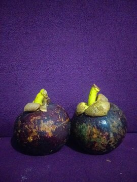 A couple of mangosten
