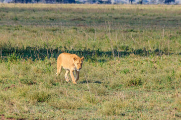 Lioness (Panthera leo) walking in savannah in Serengeti national park, Tanzania