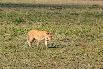 Lioness (Panthera leo) walking in savannah in Serengeti national park, Tanzania