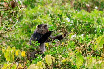 Blue monkey or diademed monkey (Cercopithecus mitis) on a tree in Lake Manyara National Park in Tanzania