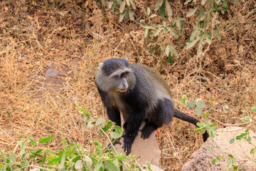 Blue monkey or diademed monkey (Cercopithecus mitis) in Lake Manyara National Park in Tanzania