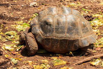 Aldabra giant tortoise on Prison island, Zanzibar in Tanzania