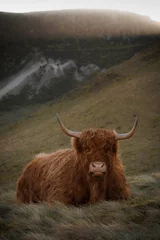 Crédence de cuisine en verre imprimé Highlander écossais scottish highland cow
