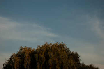 Obraz premium trees at dusk under a blue sky
