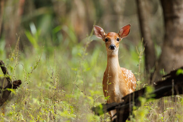Fawn (baby deer) in the woods at Myakka River State Park, southwest Florida