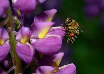 Close up view of a bee with a bag of honey on purple lupin flowers