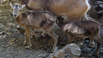 Baby mouflons close up. Cyprus mouflons are endangered species, nearly driven to extinction during the 20th century
