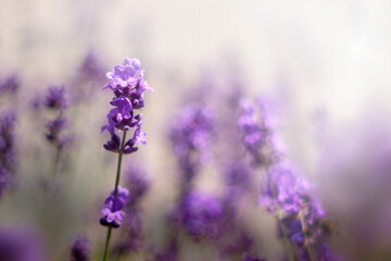 Gałąź lawendowych aromatycznych letnich kwiatów. Lavender. Kwiaty lawendy. Lawendowy prowansalski klimat lata.  - obrazy, fototapety, plakaty