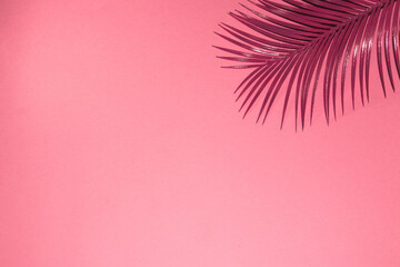 Fototapeta na wymiar pink background with pink palm in the upper right corner of the background, copy space, creative tropical design