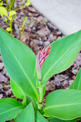 A Florida community  in spring	
