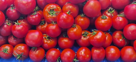 Fresh red plump tomatoes from a garden